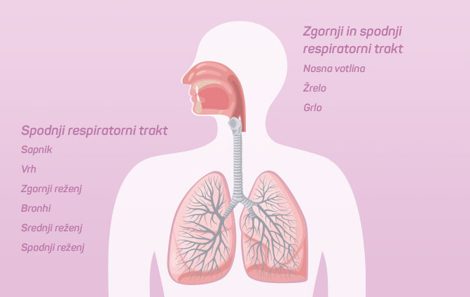 Zgornji in spodnji respiratorni trakt